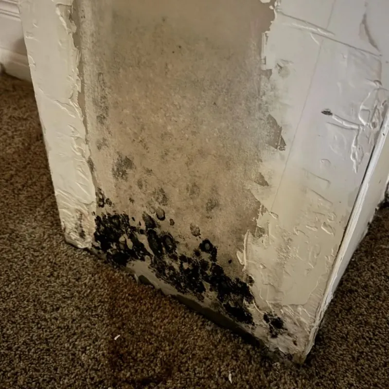 Professional Mold Removal in San Clemente, CA